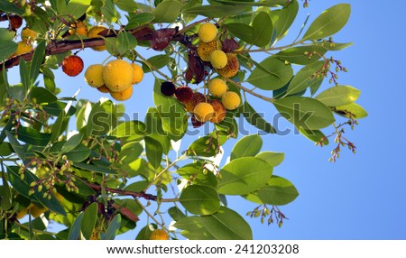 Strawberry Tree Latin name Arbutus unedo