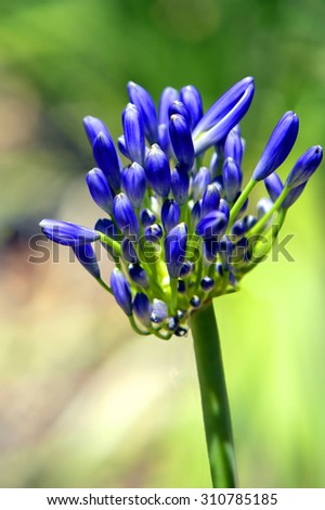 African Blue Lily Latin name Agapanthus africanus