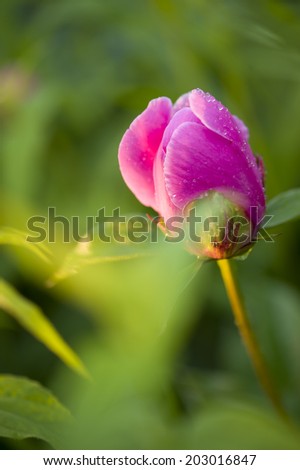 Peony (Paeoniaceae) field in meadow during sunrise