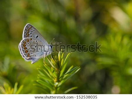Polyommatus thersites, is a butterfly in the family Lycaenidae. It is found in South Europe, Morocco, Lebanon, Asia Minor, Iran and Tian Shan.