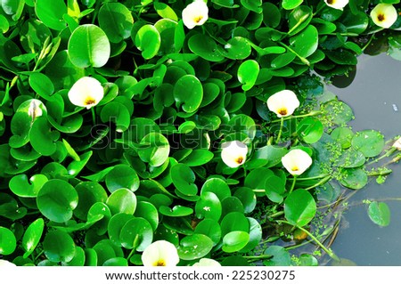 Blooming yellow flowers of the water hyacinth plant in China.