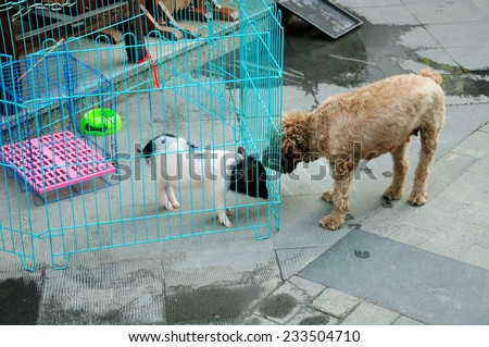 A caged pet pig being sniffed by a dog.