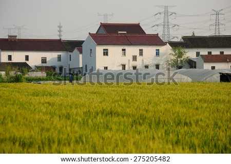 Wheat fields in front of plastic covered greenhouses in Pudong New area of shanghai China.