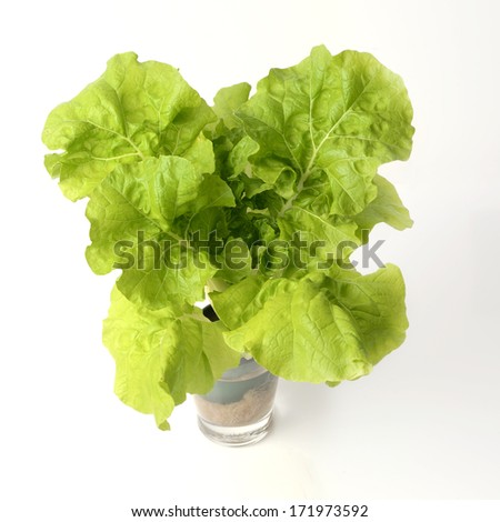 Vegetable for green food cooking, someone call Small Chinese Cabbage.