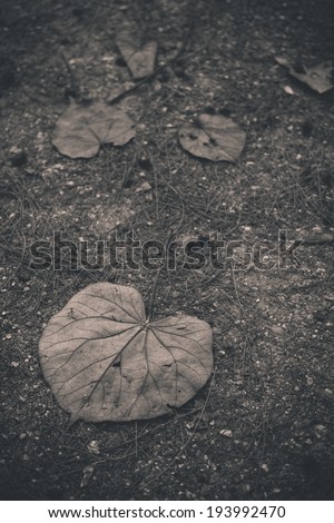 Heart-shaped leaves fall on the ground.Abstract about unrequited love.