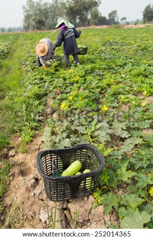 Harvesting agricultural products of farmers.Reaping the harvest winter melon.