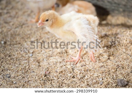 Chicks in the henhouse.Newly hatched chicks on a chicken farm.