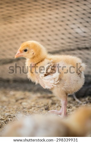 Chicks in the henhouse.Newly hatched chicks on a chicken farm.