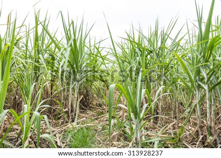 Sugarcane, sugarcane planting, sugar cane cultivation for commercial purposes.Organic cane plantations in Thailand.