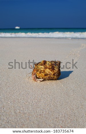 A Hermit Crab makes it\'s way up the smooth, white, sandy beach of one of the Similan Islands National Park in the Andaman Sea off the coast of Thailand