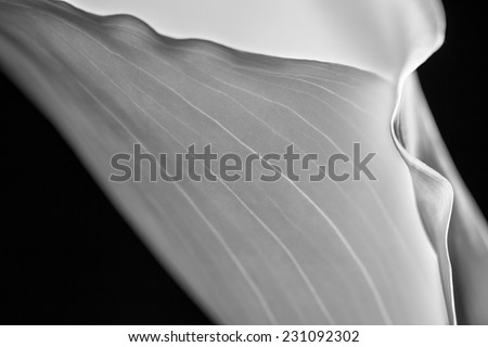 Close up of one white Calla Lily with highlighted veins in black and white