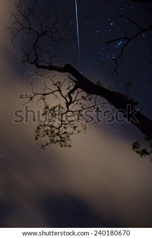 A shooting star seen through tree branches which are backlit with passing clouds