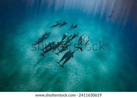 Similar – Image, Stock Photo Spinner dolphin in Hawaii jumps out of the sea