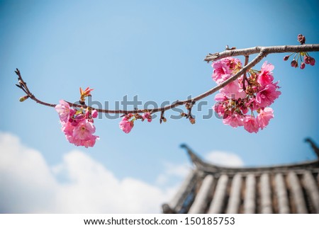 Cherry blossoms, located in the county-level city of Dali, Yunnan Province, China. Dali is now a major tourist destination, along with Lijiang, for both domestic and international tourists.