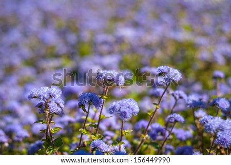 Ageratum conyzoides. It is native to Tropical America, especially Brazil. Herb 0.5Ã¢Â?Â?1 m. high, with ovate leaves 2Ã¢Â?Â?6 cm long, and flowers are white to mauve.