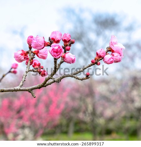 Plum Blossom in early spring. Located in Plum Blossom Hill, south of Ming Tomb, Purple Mountain of Nanjing City, Jiangsu Province, China.