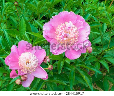 Close-up of two pink, blooming, Doreen peony flowers and buds in an outdoor garden.