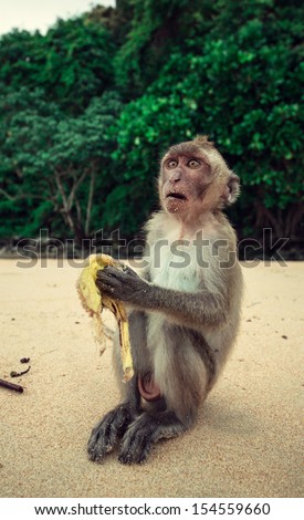 Funny monkey eating a banana with huge eyes.