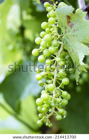 Grapes on a vine with dew drops