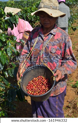 Bolaven Plateau, Champasak, Laos - circa October 2013 - Farmer picking and holding ripe, red coffee berries from a basket in the coffee plantation under the hot sun
