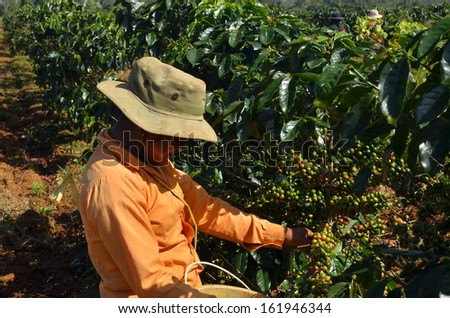 Bolaven Plateau, Champasak, Laos - circa October 2013 - Farmer picking ripe, red coffee berries from its trees in the coffee plantation under the hot sun