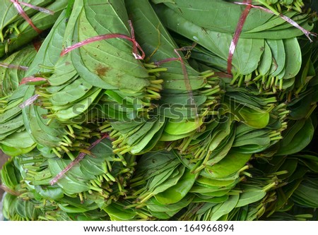 Bundles of Fresh Green Betel Leaves