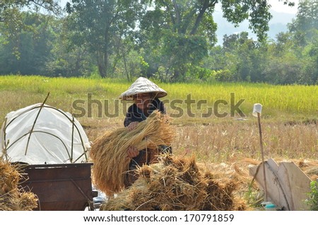 PAKSE, LAOS - CIRCA  OCT 2013 - Female farmer gathering harvested rice paddy on to the ground to dry them up