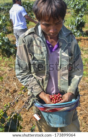 Paksong, Laos - October 28, 2013 - Male farmer with a bucket of red arabica coffee berries hand picking at coffee plantation