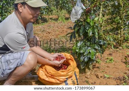 Paksong, Laos - October 28, 2013 - Male farmer with a sack of red arabica coffee berries hand picking at coffee plantation