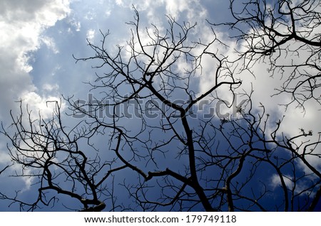 Silhouette branches of trees against blue sky and white clouds