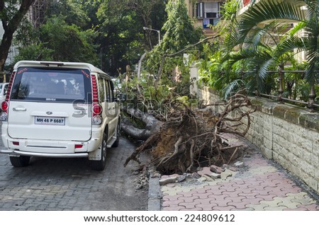Mumbai, India - October 3, 2014 -  falling tree after heavy  thunder storm with white vehicle parked beside