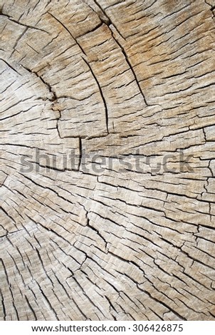 Partial Cross Section of a Old Decaying Cotton Wood Tree Showing Tree Rings and Cracks