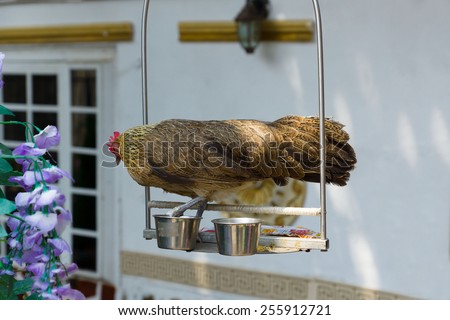 the rooster costs on a suspended podium and drinks from cups with water