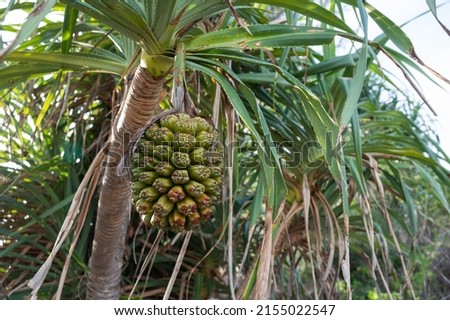 Hala tree fruit. Tropical island beach pineapple palm tree. Bacua or Vacquois beach plant tree.  Stok fotoğraf © 