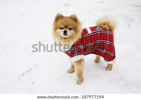 The Spitz dog in winter How would charming \