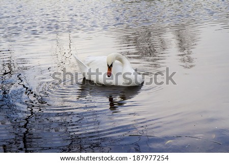 The white Swan pond. There are ideas about the ability of the soul to wander through the sky in the image of a Swan.
