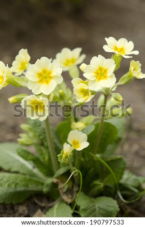 Flower Primrose Primrose in Switzerland is considered a symbol of happiness, the emblem of love to the Motherland.