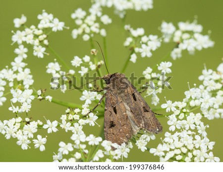 Moth  On the wings stand out much dark spots resembling an exclamation point (hence the name of this butterfly)or the arrow and the heart is the main feature of this type. British - Ã¢Â?Â?Heart and DartÃ¢Â?Â�.