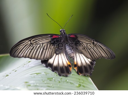 The tropical butterfly Wingspan 12-15 see Species of butterflies that live in South-East Asia. This butterfly retro - upper wings like powdered silver dust that creates an amazing effect old  pictures