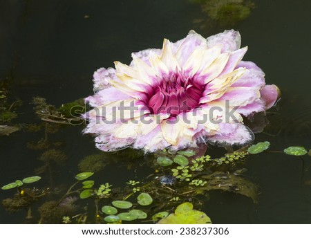 Water Lily Victoria Regia (Amazon). It is the largest water Lily in the world. Due to these dimensions, it is listed in the Guinness Book of world records as 