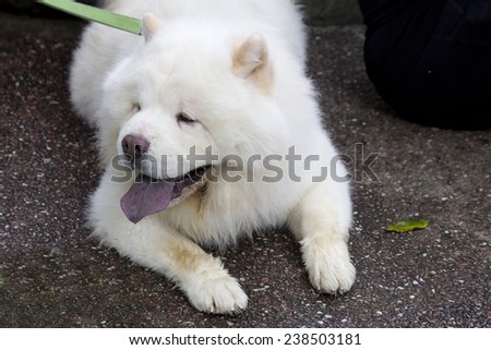 Dog Chow Chow-white. Chow Chow is a medium size dog, a compact body, with a noble bearing. The first Chow Chow, appeared in China, Mongolia and Tibet. The perfect companion.