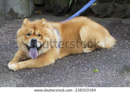 Dog Chow Chow cream color. Chow Chow is a medium size dog, a compact body, with a noble bearing. The first Chow Chow, appeared in China, Mongolia and Tibet. The perfect companion.