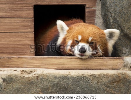 Small Panda (red Panda). Small Panda or red Panda slightly bigger than cats.on the face of the figure in the form of a mask. Leads nocturnal, daytime sleeps. Small Panda differs peaceful character.