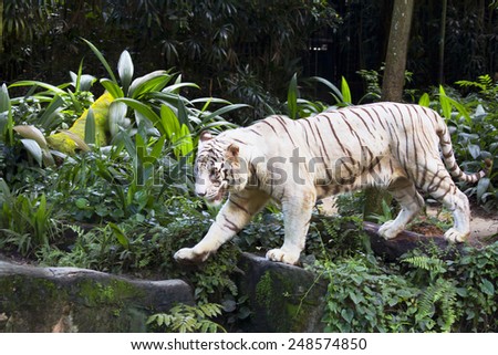 Bengal white tiger\
Bengal white tiger is a rare subspecies included in the Red book of the International Union for conservation of Nature . The Bengal tiger is one of the major predators.