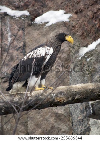 Steller\'\'s sea eagle\
Steller\'s sea eagle is one of the largest and most beautiful birds in the world. This is a very big bird.