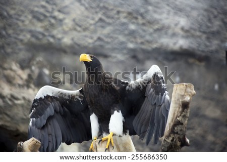 Steller\'\'s sea eagle\
Steller\'s sea eagle is one of the largest and most beautiful birds in the world. This is a very big bird.