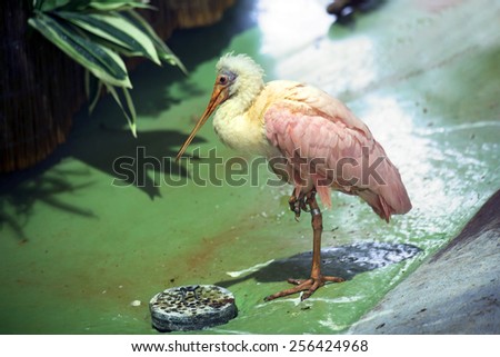 Bird pink Spoonbill\
Pink or scarlet spoonbill belongs to the family ibises.I. Inhabits the southern and South-Eastern parts of North America.