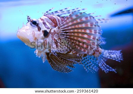 A lion fish with long fins that make it look like a predatory lion. It is a predatory fish.