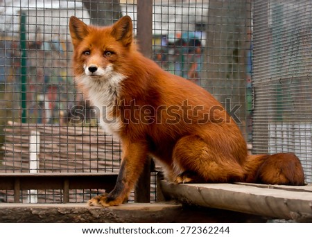 Red Fox\
Red Fox belongs to the Dog family. She has sharp ears and an elongated muzzle. And yet this beast extraordinarily beautiful long-haired fur and a long bushy tail