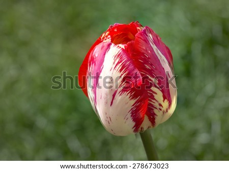 Tulip\
This flower is associated with us since the spring, with the first warm rays of the sun.